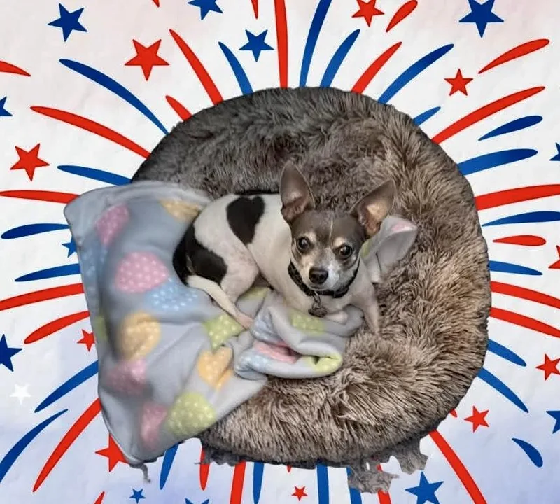 An adult small-sized male Rat Terrier dog named Sammie for adoption in Norfolk, VA
