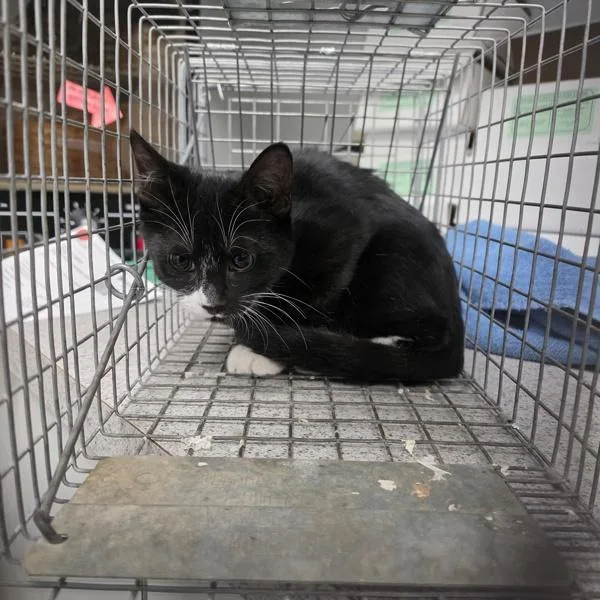 A baby small-sized male Domestic Short Hair cat named Ringo for adoption in Des Moines, IA