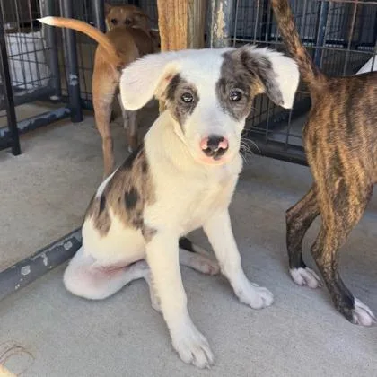 A baby large-sized male Australian Shepherd dog named Buckwheat for adoption in Morton Grove, IL