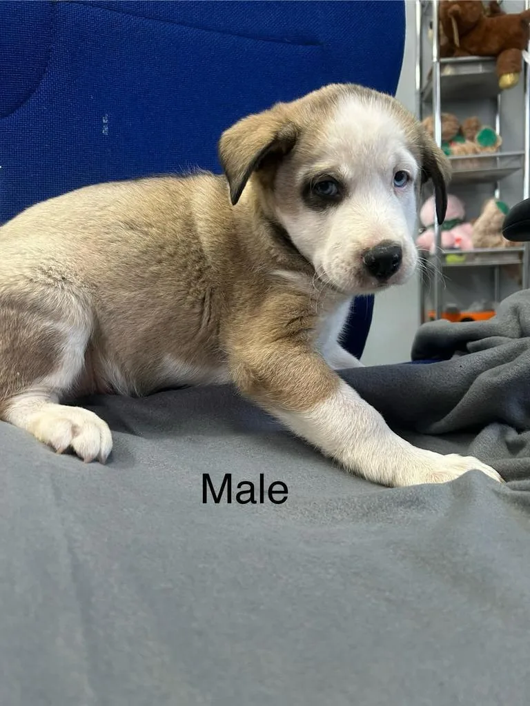 A baby medium-sized male Mixed Breed dog named Pete for adoption in Holbrook, AZ