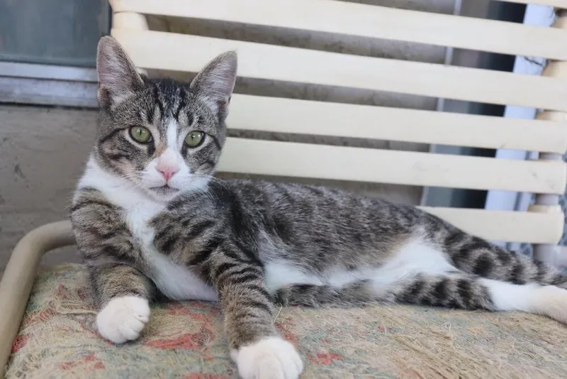 Sneakers thumbnail 2