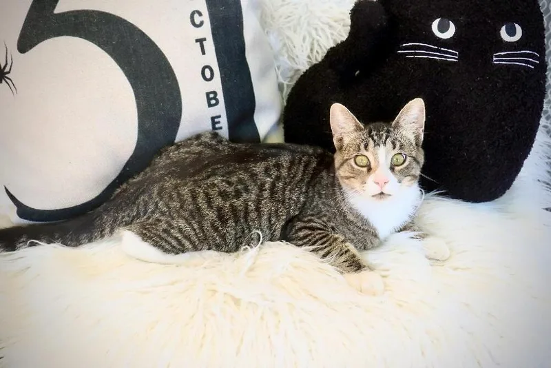 Sneakers thumbnail 3