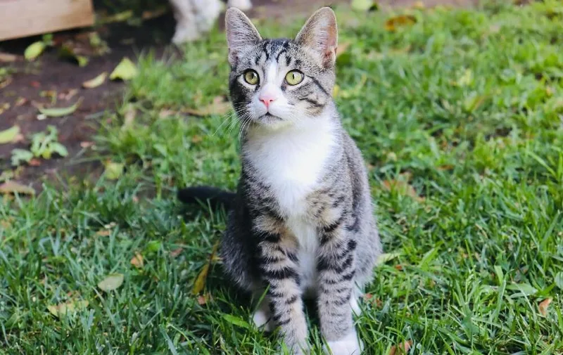 Sneakers thumbnail 4