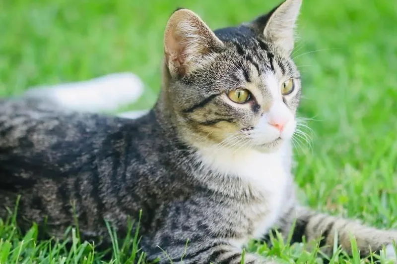 Sneakers thumbnail 5