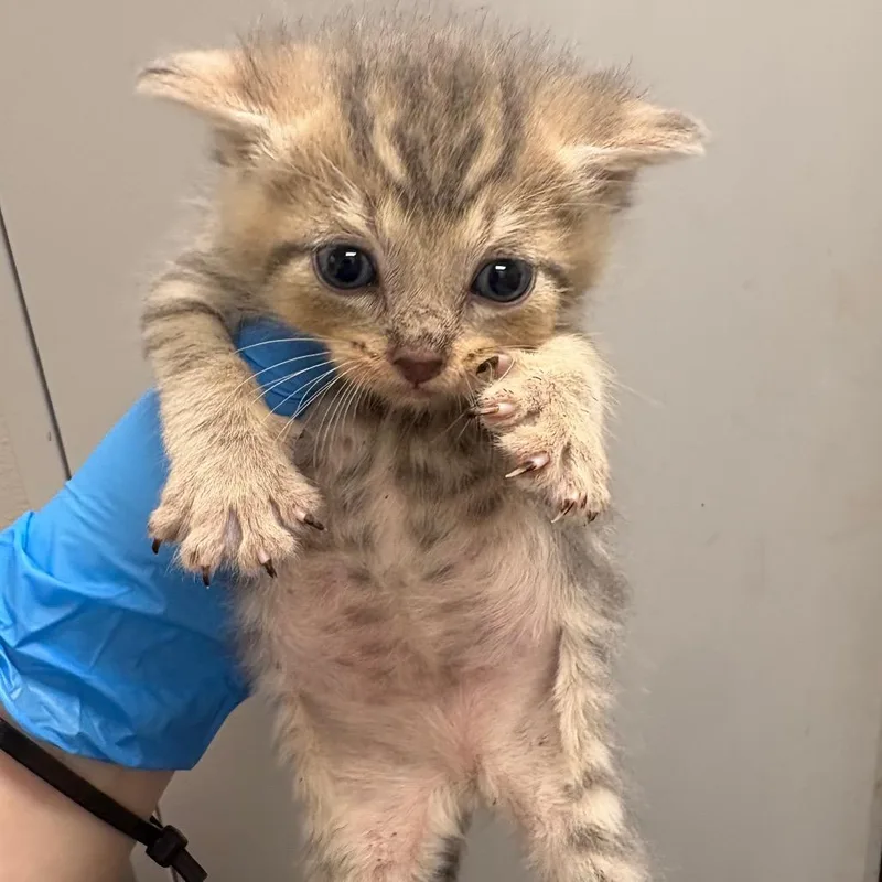 A baby small-sized male Gray / Blue / Silver Domestic Short Hair cat named Yeeyee for adoption in Columbiana, AL