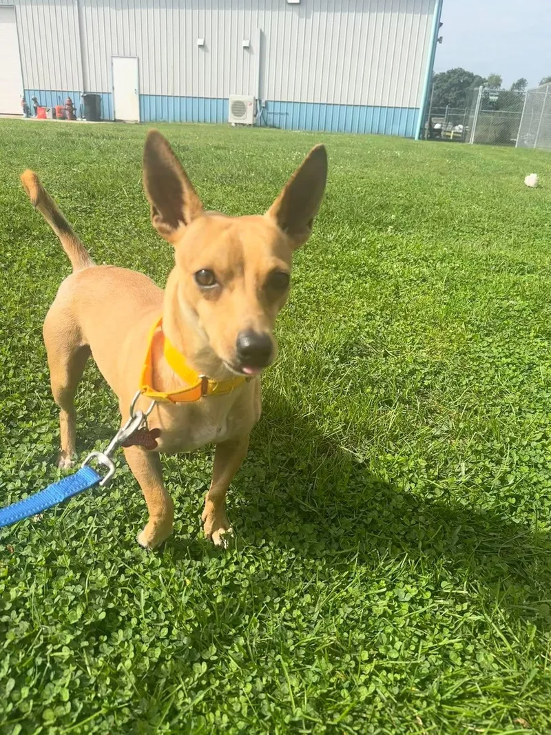 An adult small-sized male Chihuahua dog named Rocko for adoption in Valparaiso, IN