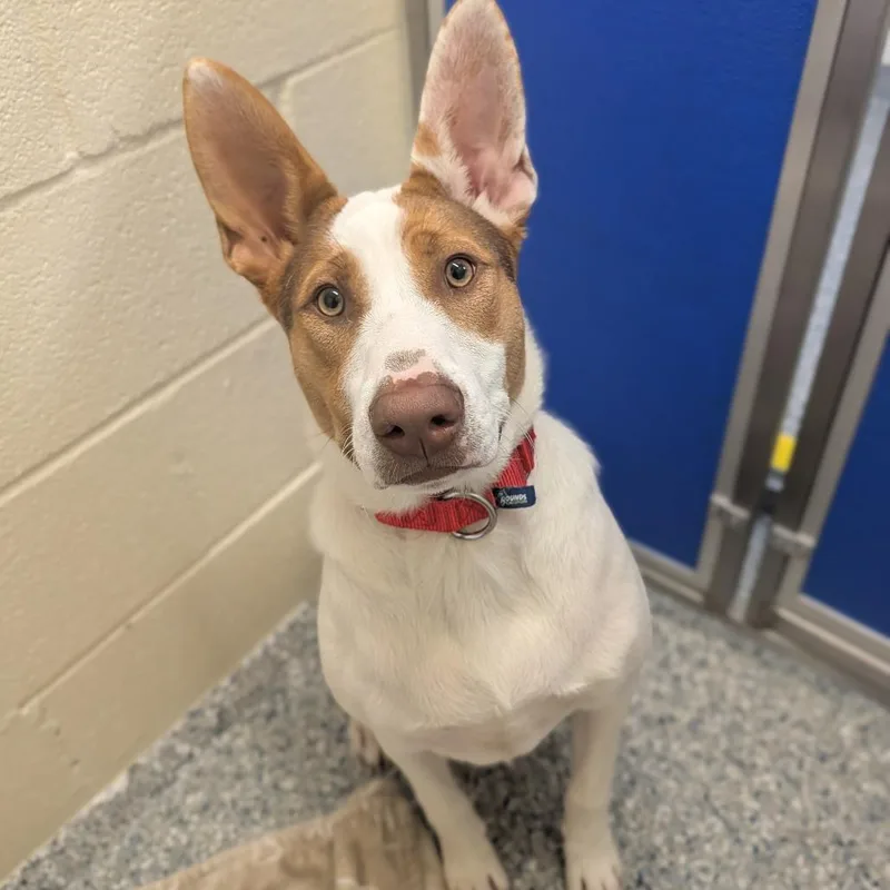 A young medium-sized male Mixed Breed dog named Frank for adoption in Hendersonville, NC