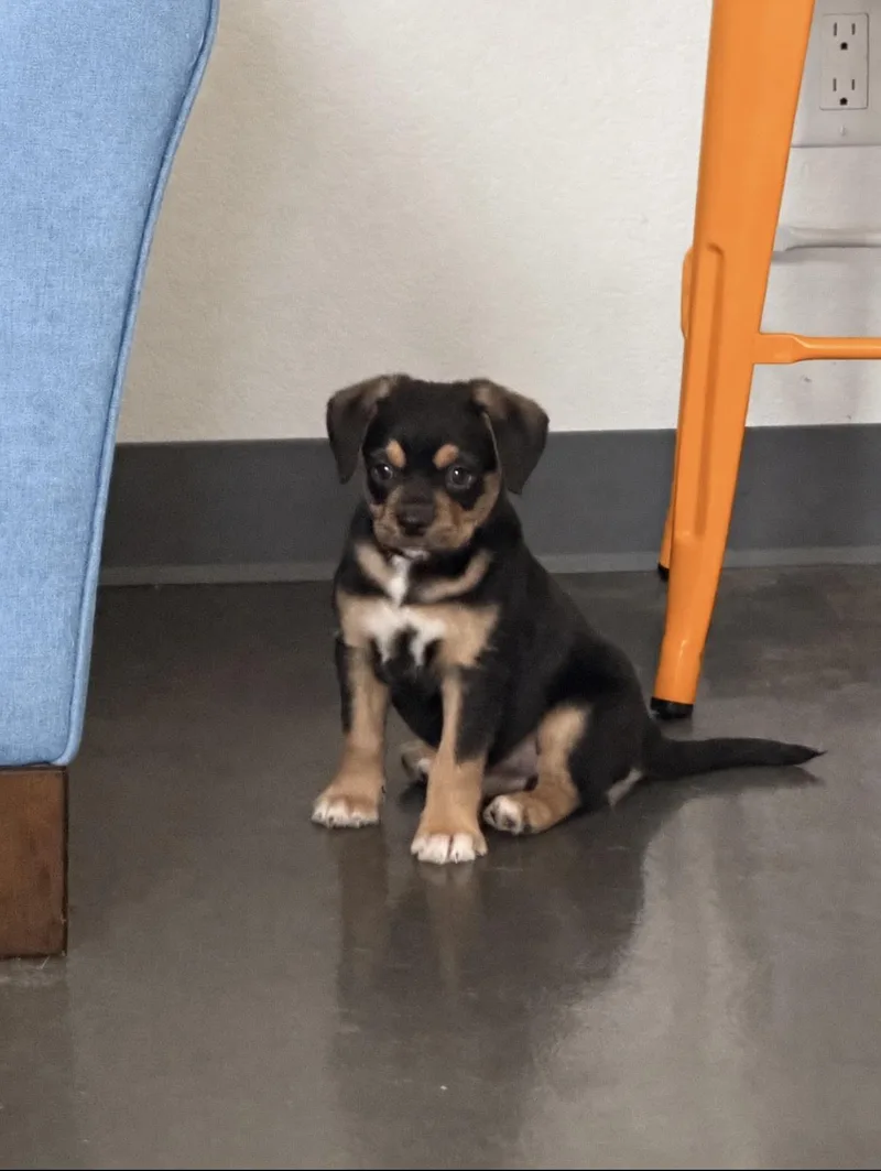 A baby small-sized male Bicolor Terrier dog named River for adoption in Las Vegas, NV