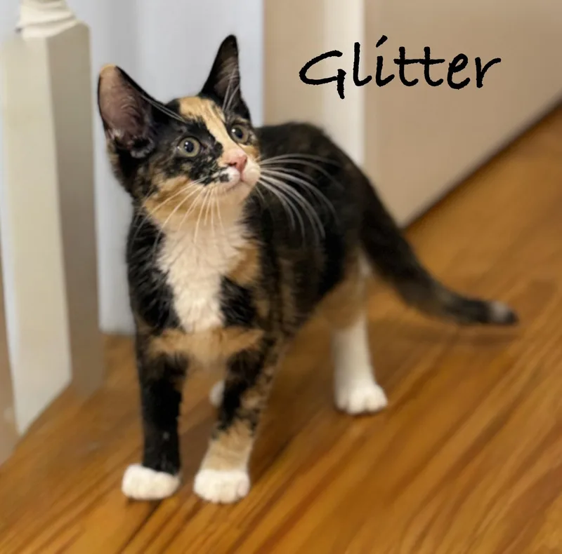A baby medium-sized female Calico Domestic Short Hair cat named Glitter for adoption in Pawleys Island, SC