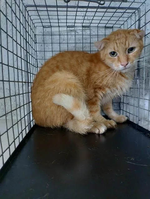 A young large-sized male Domestic Short Hair cat named Bon Jovi for adoption in Fort Lauderdale, FL