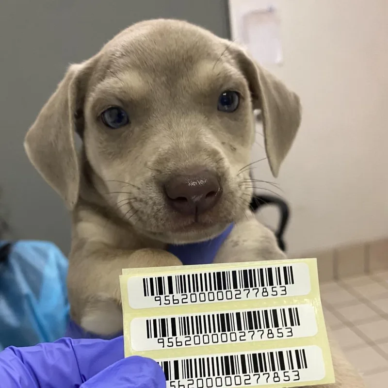 A baby small-sized male Yellow / Tan / Blond / Fawn Mixed Breed dog named Mango for adoption in Charleston, WV