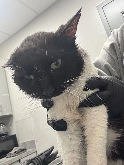 A senior large-sized male Domestic Short Hair cat named Sir Wellington for adoption in Sevierville, TN
