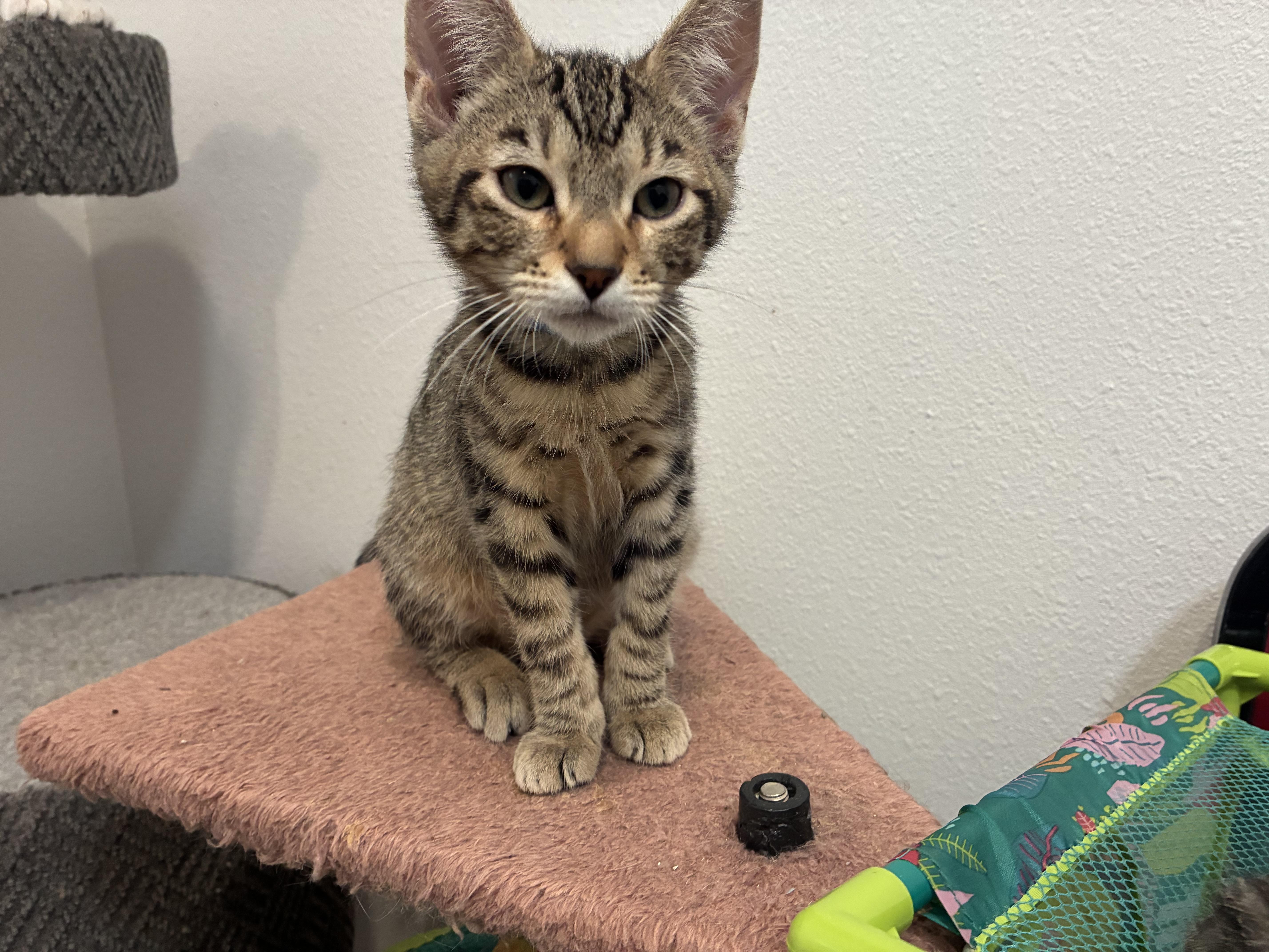 A baby medium-sized male Tabby (Brown / Chocolate) Tabby cat named Renton for adoption in Bonners Ferry, ID