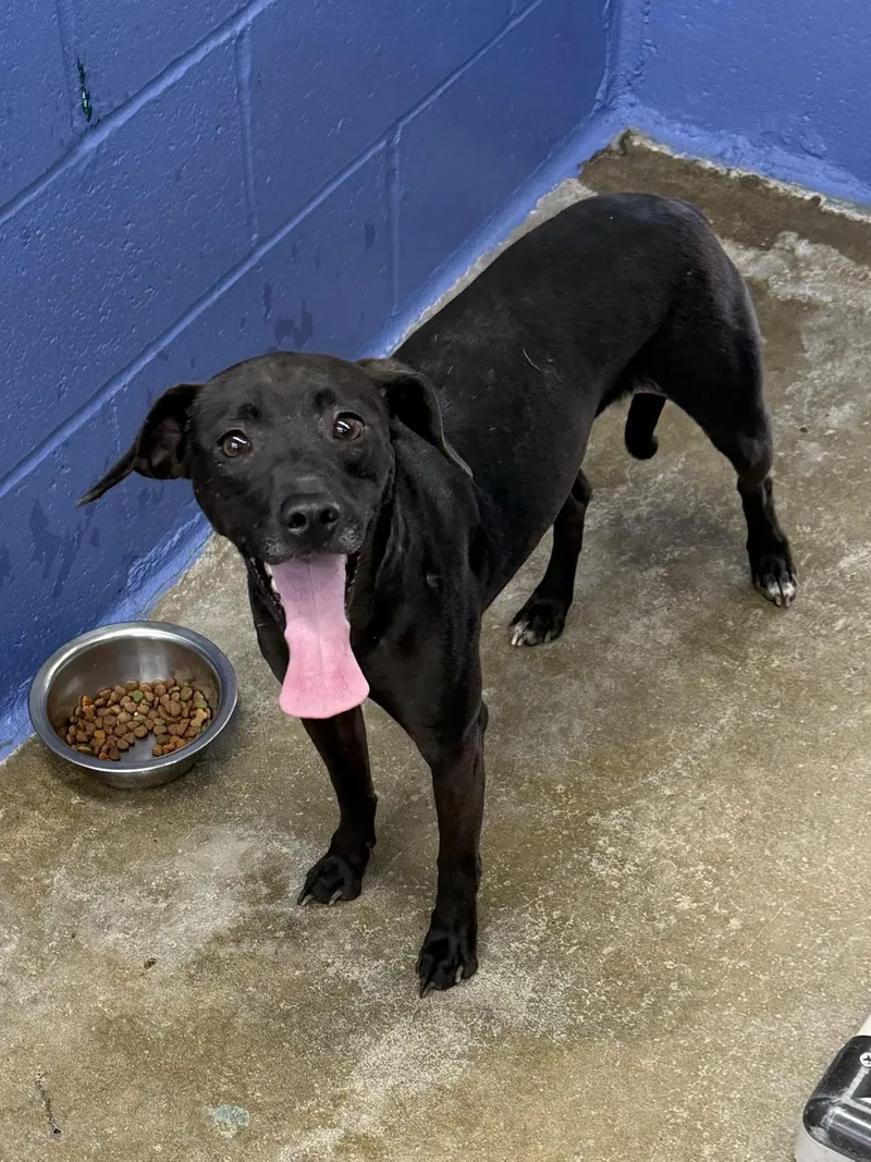 An adult small-sized female Black Mixed Breed dog named Sweety for adoption in Leitchfield, KY