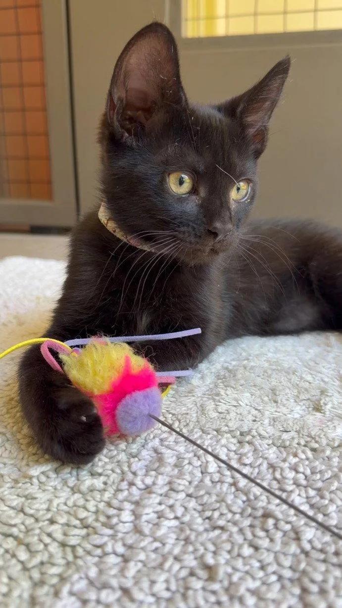 A baby medium-sized female Black Bombay cat named Paisley for adoption in Walnut Creek, CA