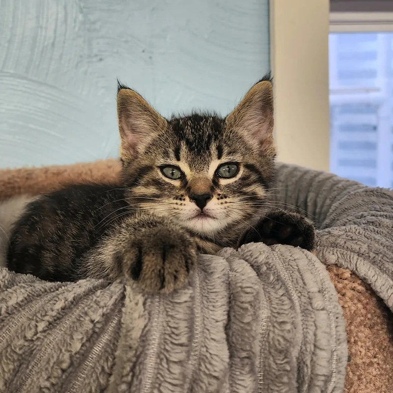 A baby medium-sized male Domestic Short Hair cat named Heath for adoption in Waterloo, IA