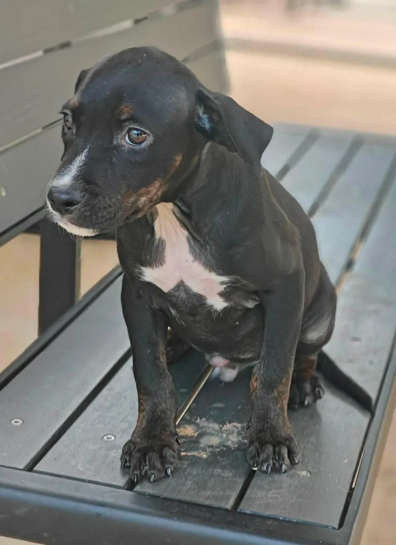 Dinky Puppy