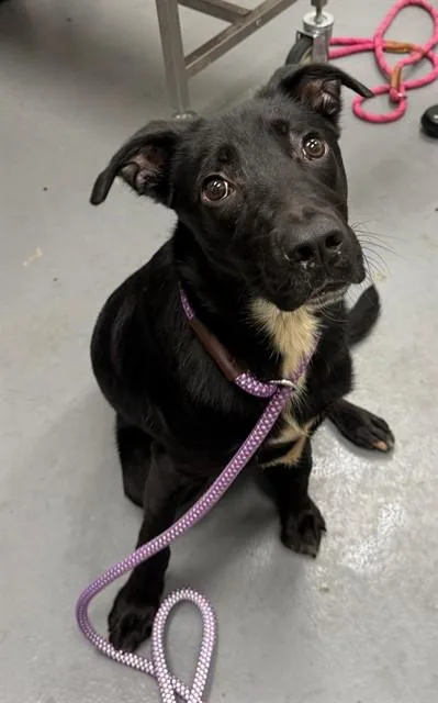 A young small-sized male Labrador Retriever dog named Milo for adoption in Peoria, IL