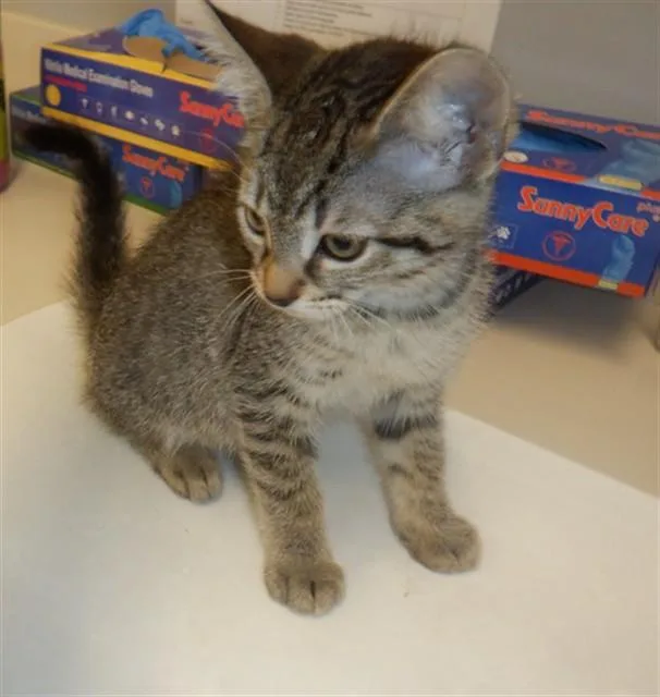 A baby small-sized female Domestic Short Hair cat named Kodak for adoption in San Jose, CA