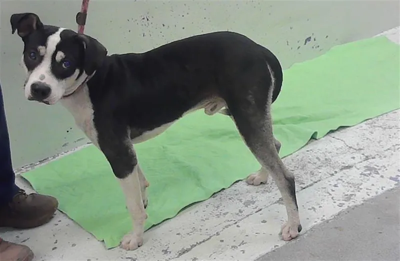 A young medium-sized male Staffordshire Bull Terrier dog named A for adoption in Houston, TX