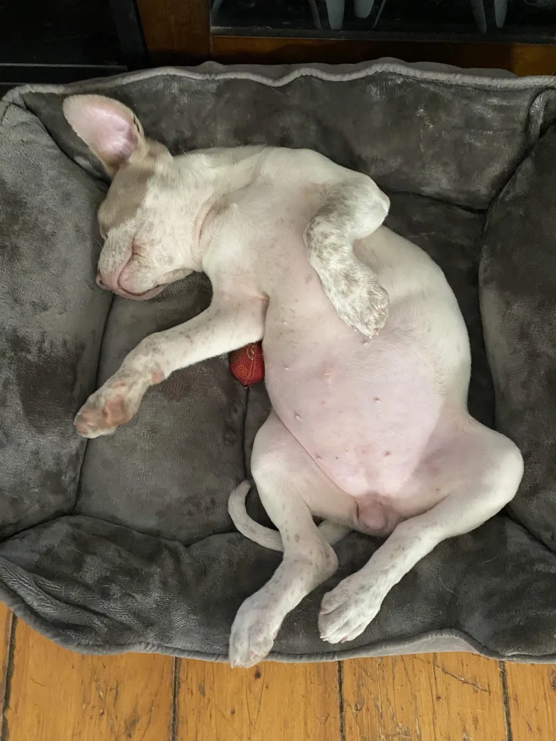 A baby medium-sized female Labrador Retriever dog named Cassie for adoption in Carmel, NY
