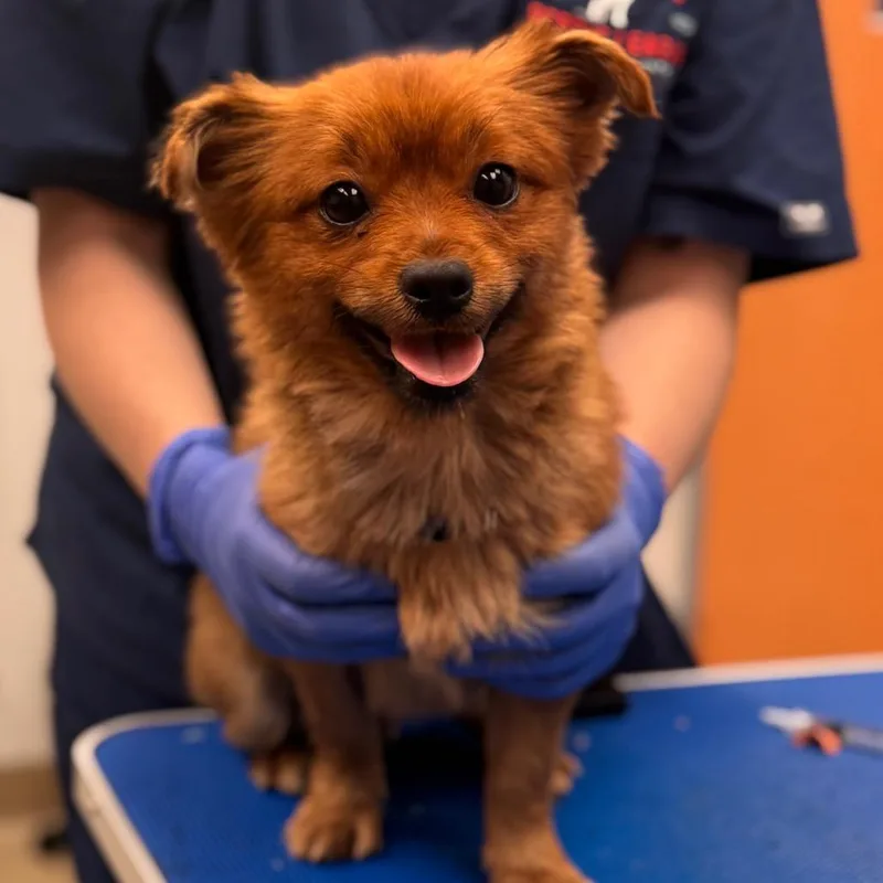 An adult small-sized male Mixed Breed dog named Akash for adoption in Birdsboro, PA