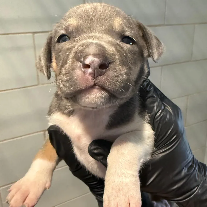 A baby medium-sized female Gray / Blue / Silver Mixed Breed dog named Cookie Dough for adoption in Portland, OR