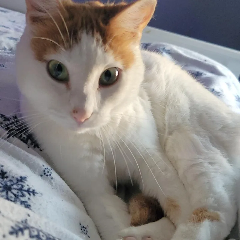An adult small-sized female Domestic Short Hair cat named Penny for adoption in Fairfax, VA
