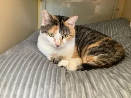 An adult medium-sized female Domestic Short Hair cat named Barb for adoption in Hamilton, NJ