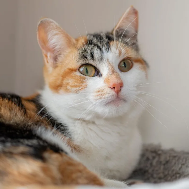 A baby small-sized female Domestic Short Hair cat named Daffodil for adoption in Port Washington, NY