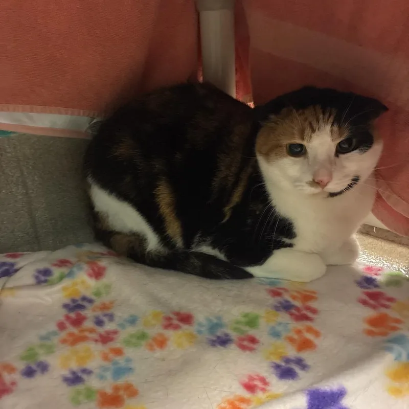 An adult small-sized female White Domestic Medium Hair cat named Unnie for adoption in Fredericksburg, VA