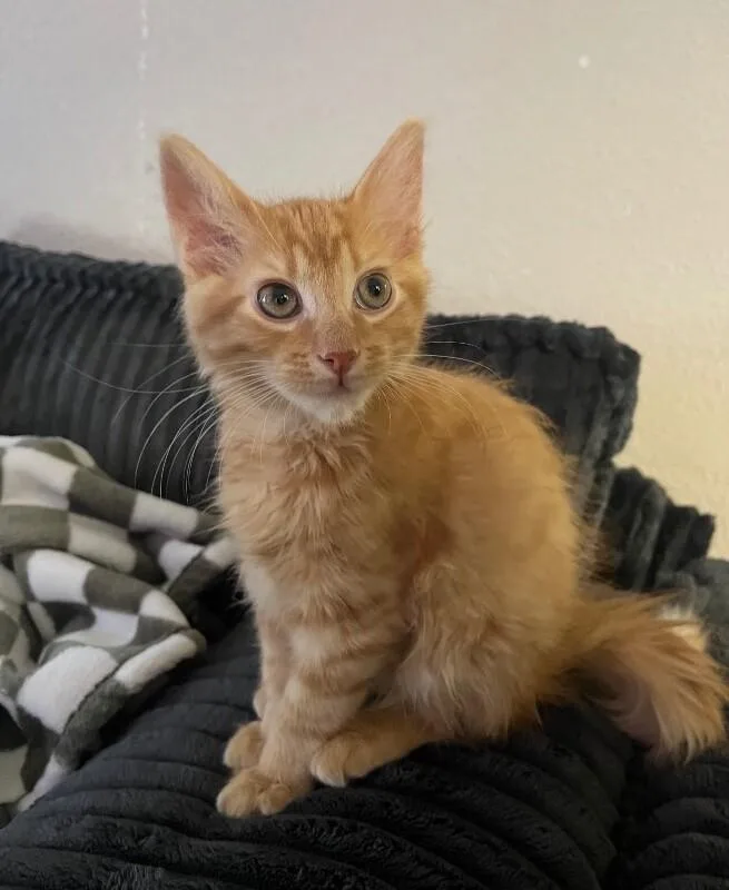 A baby medium-sized male Orange / Red Tabby cat named Simba for adoption in Anthem, AZ