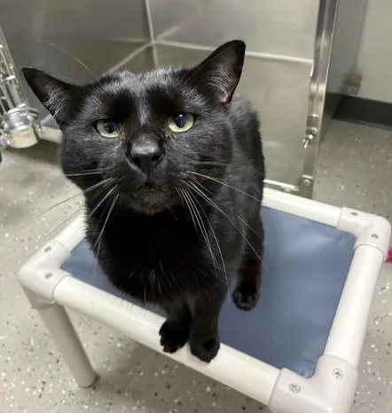 An adult medium-sized male Black Domestic Short Hair cat named Marco for adoption in Hornell, NY