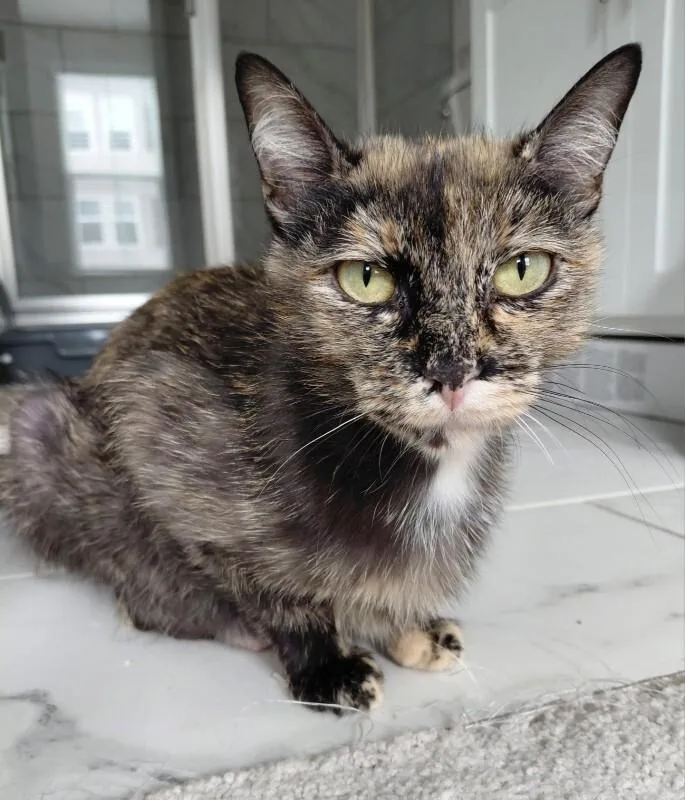 An adult medium-sized female Tortoiseshell Domestic Short Hair cat named Rose for adoption in Marietta, GA