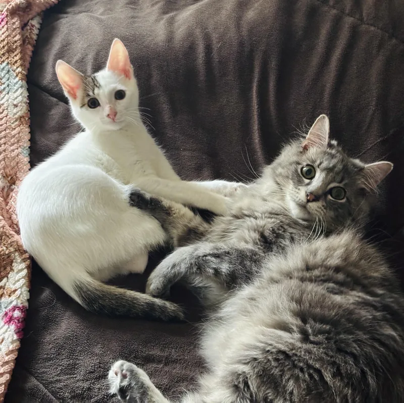 A baby medium-sized female Tabby (Buff / Tan / Fawn) Domestic Short Hair cat named Rini And Elven for adoption in Parker, TX