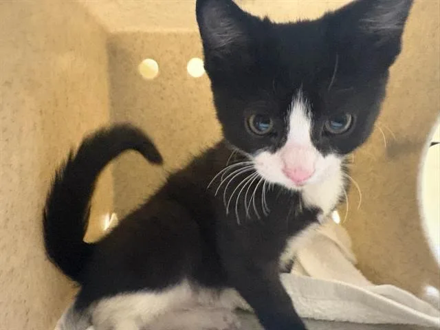 A baby small-sized female Domestic Short Hair cat named Panda for adoption in Tustin, CA
