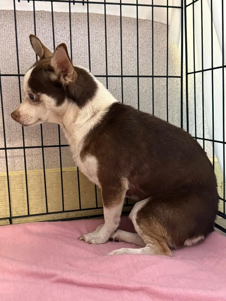 A young small-sized male Chihuahua dog named Coyoto Soto for adoption in New Braunfels, TX