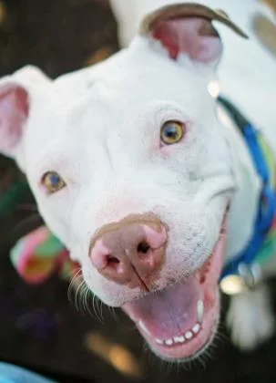 Lima Bean thumbnail 2