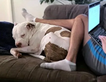 Lima Bean thumbnail 3