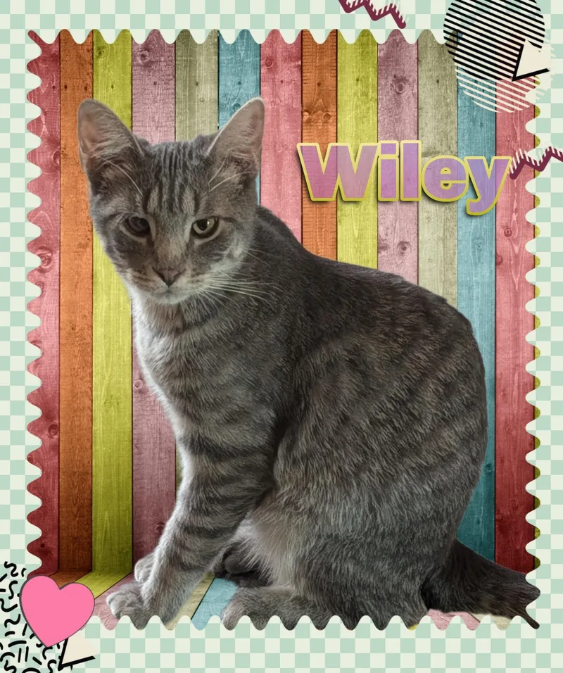 A young medium-sized male Tabby (Gray / Blue / Silver) Domestic Short Hair cat named Wiley for adoption in Kearney, NE