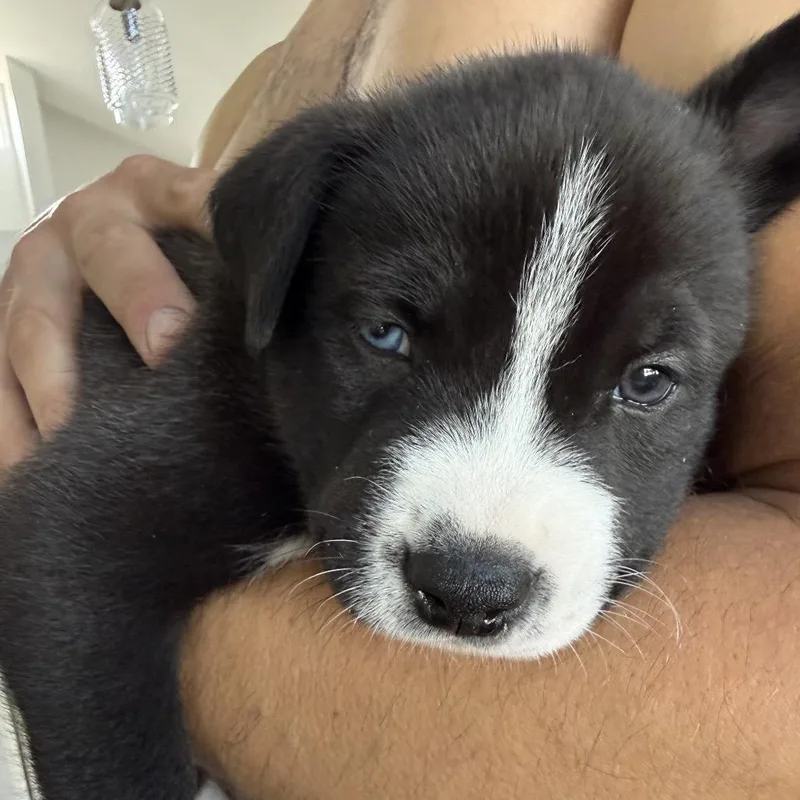 A baby medium-sized male Black Husky dog named Kobe for adoption in Oceanside, CA