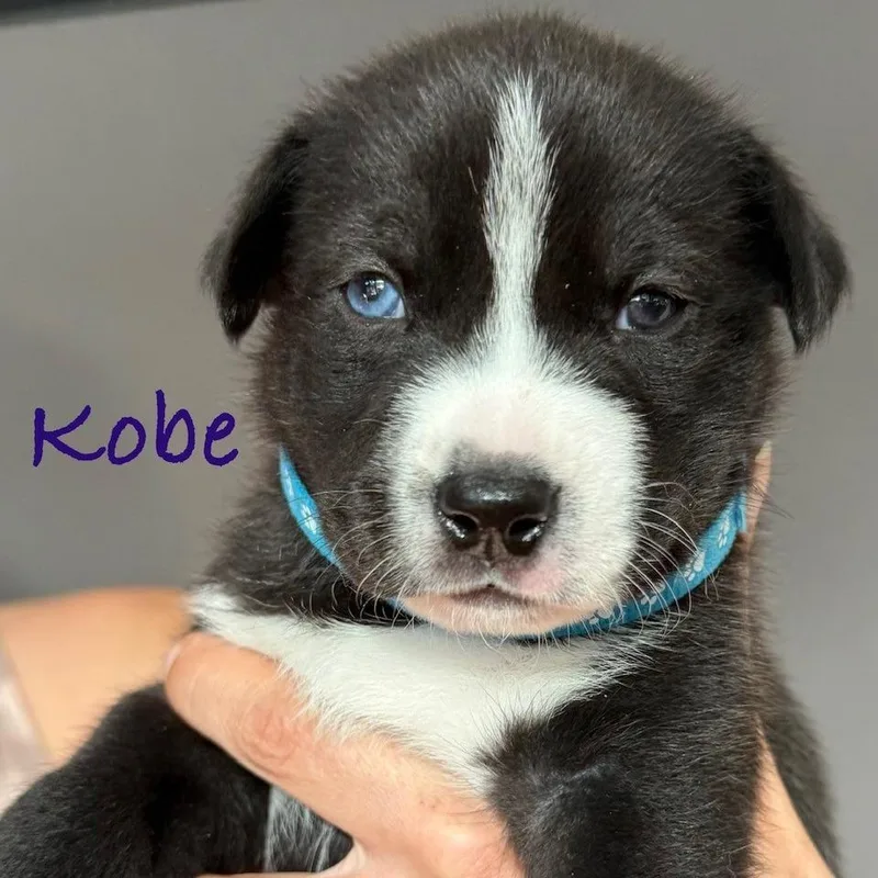 Kobe thumbnail 3