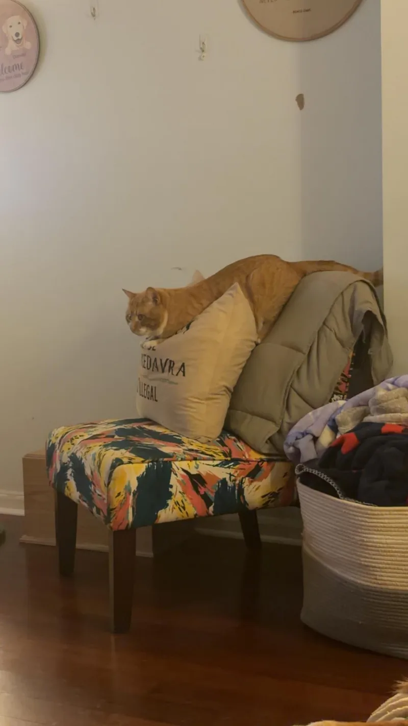 An adult large-sized male Orange & White Domestic Short Hair cat named Mango for adoption in Moore, SC