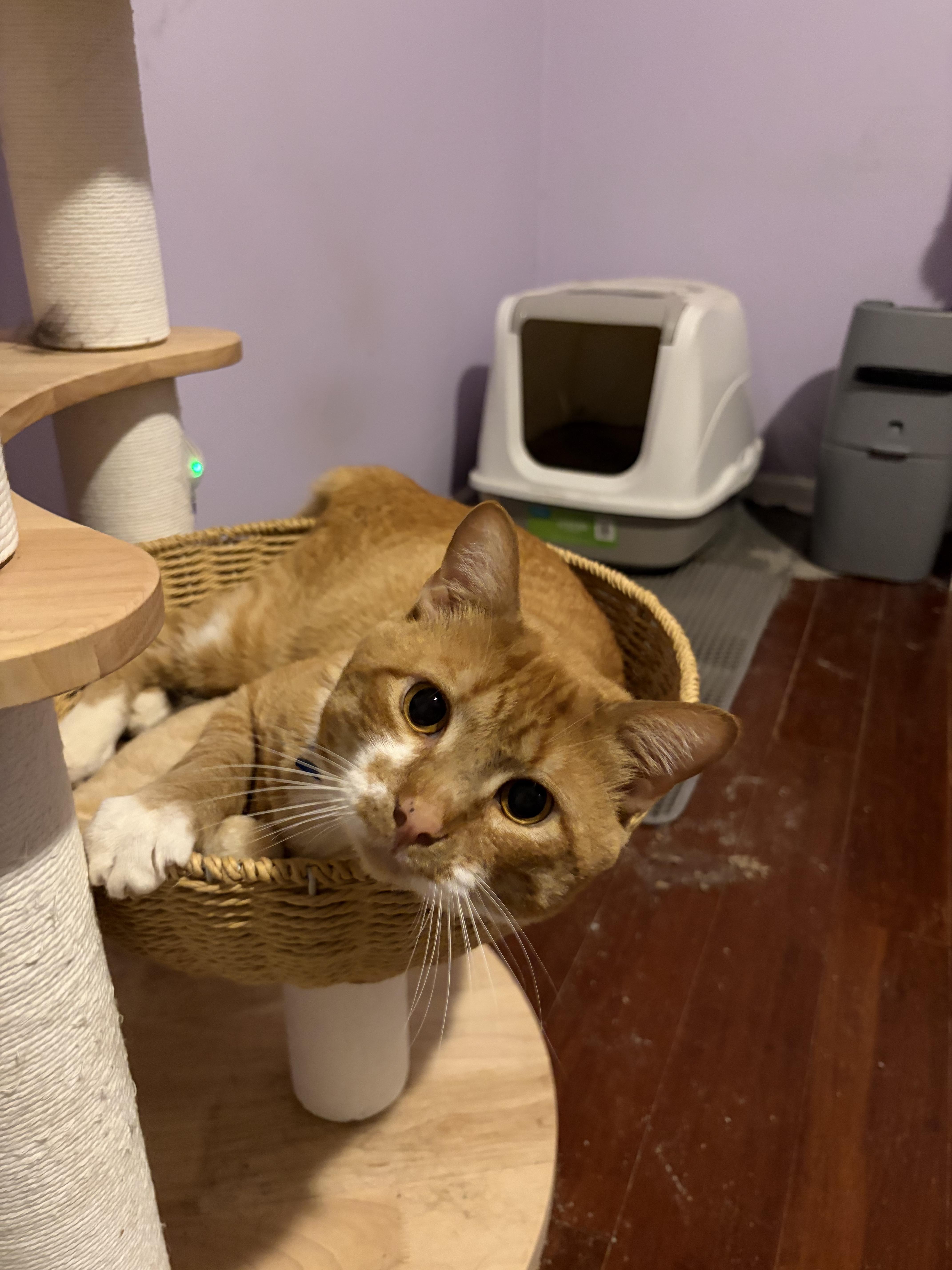 Mango thumbnail 5