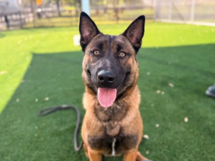 A young medium-sized female German Shepherd Dog dog named Daniela for adoption in San Pedro, CA