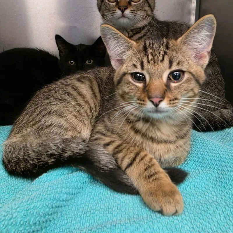 A baby small-sized male Brown / Chocolate Domestic Short Hair cat named Fuego for adoption in Martinsville, VA