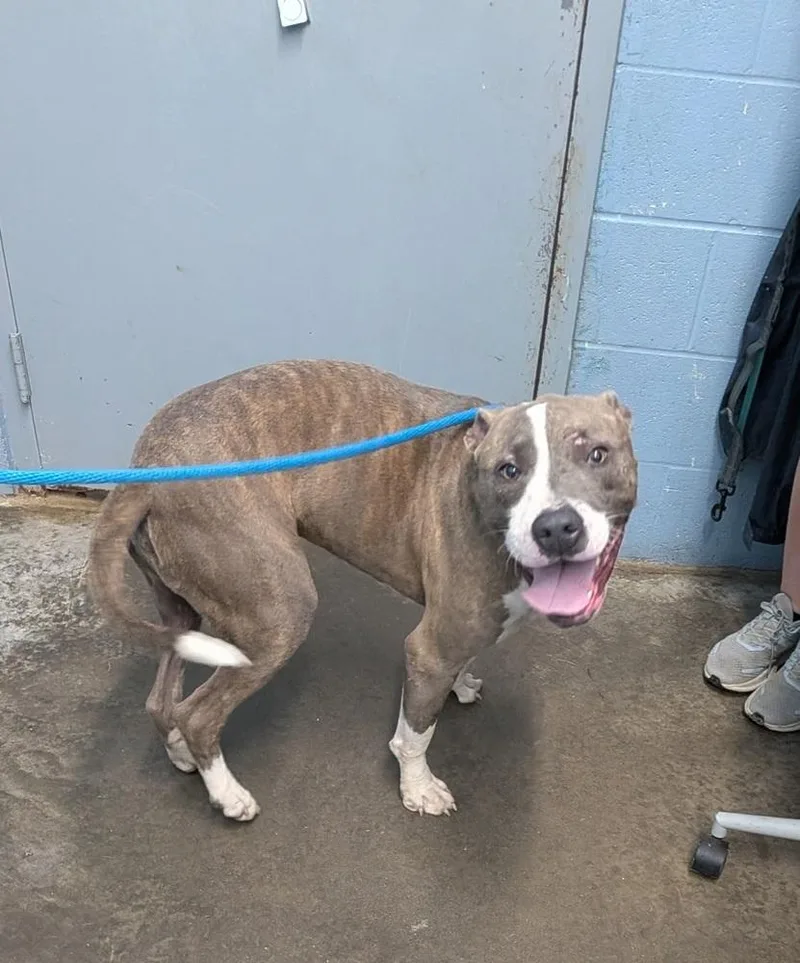 An adult large-sized male Pit Bull Terrier dog named Kyson for adoption in Evansville, IN
