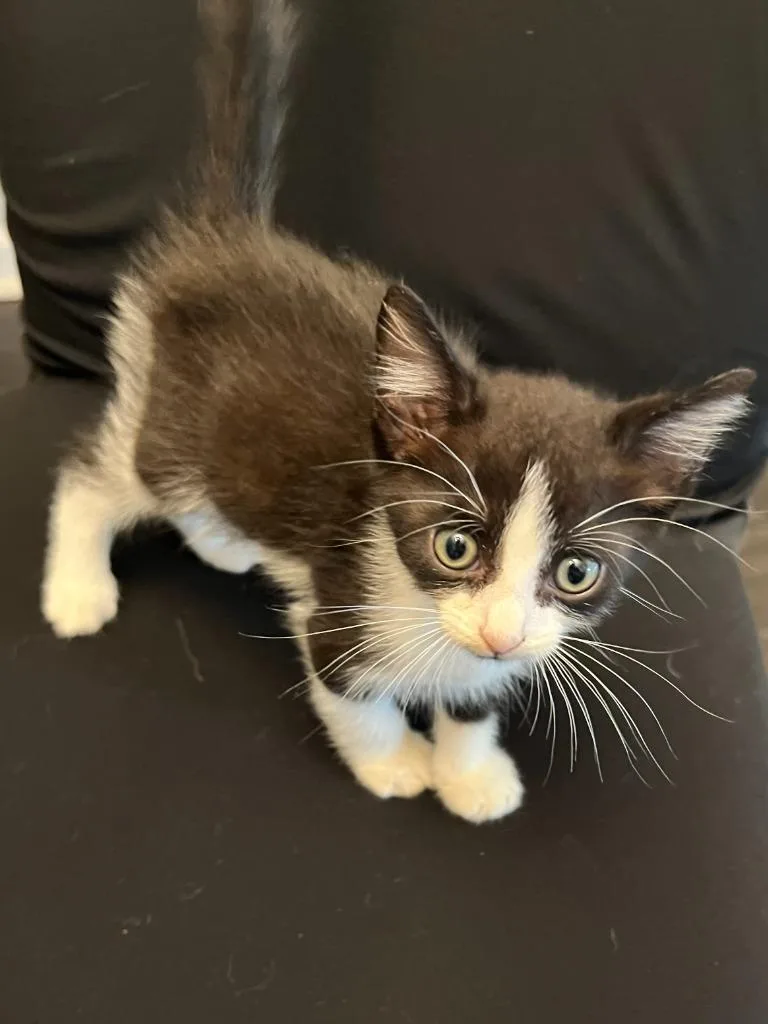 A baby small-sized male Domestic Short Hair cat named GoldenOllie for adoption in Darien, GA