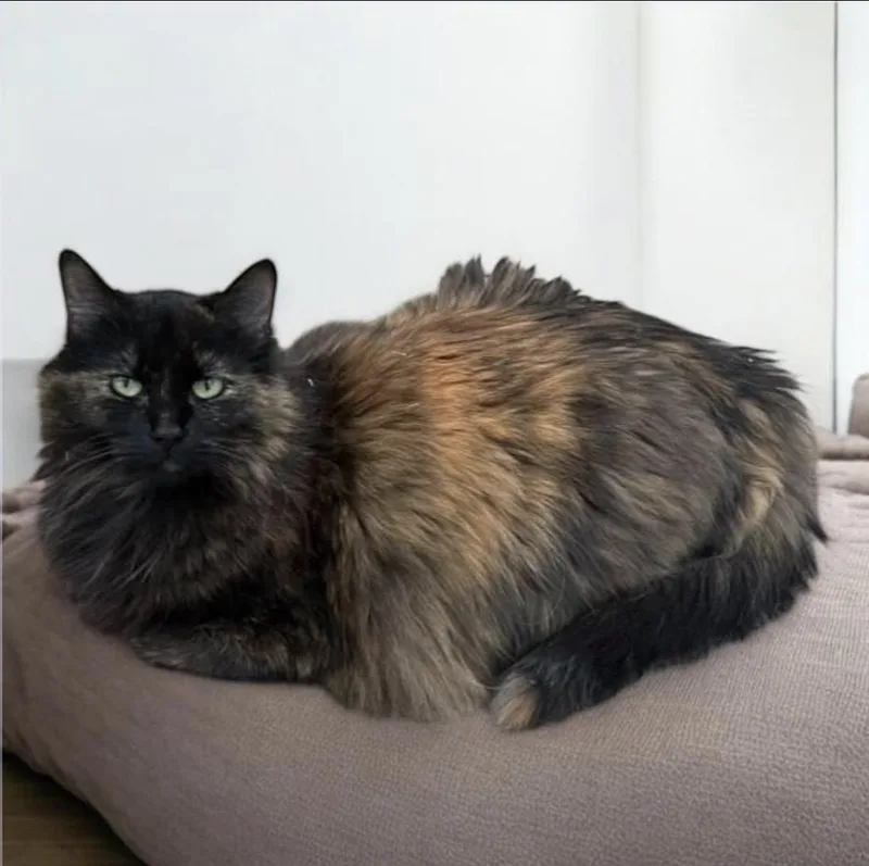 A senior medium-sized female Tortoiseshell Domestic Long Hair cat named Kimora for adoption in Stoughton, WI