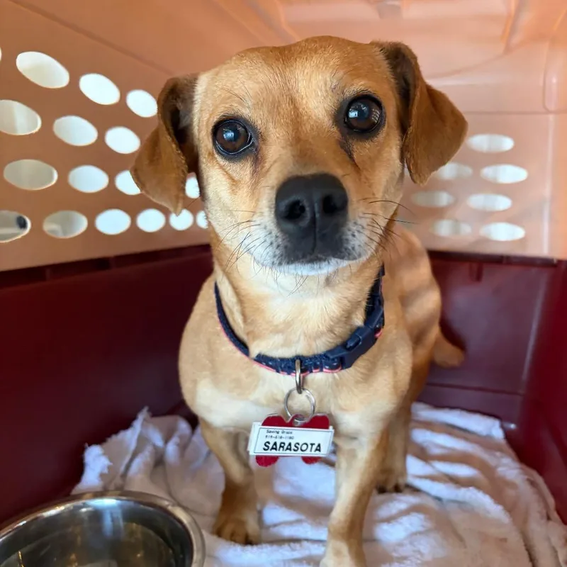 An adult small-sized female Yellow / Tan / Blond / Fawn Chihuahua dog named Sarasota for adoption in Wake Forest, NC